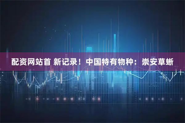配资网站首 新记录！中国特有物种：崇安草蜥